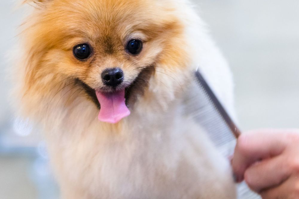 Krystal grooming a dog
