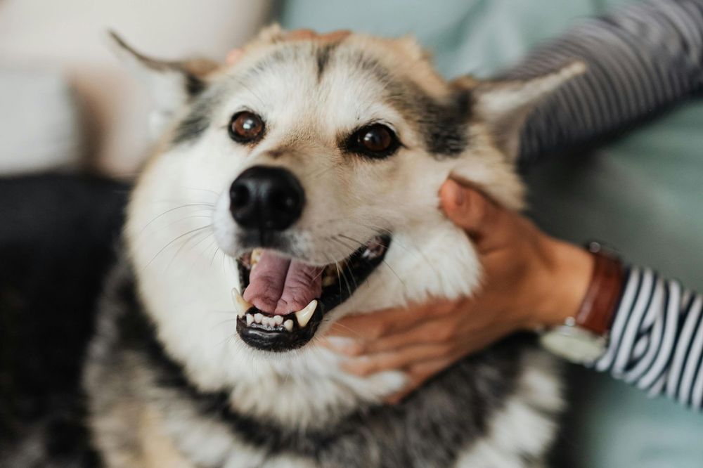 Pet Boarding at KLC Kennels