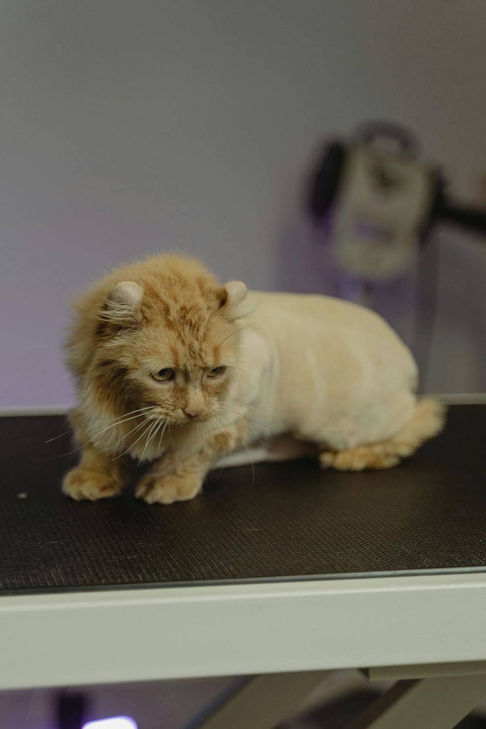 Cat Grooming at KLC Kennels