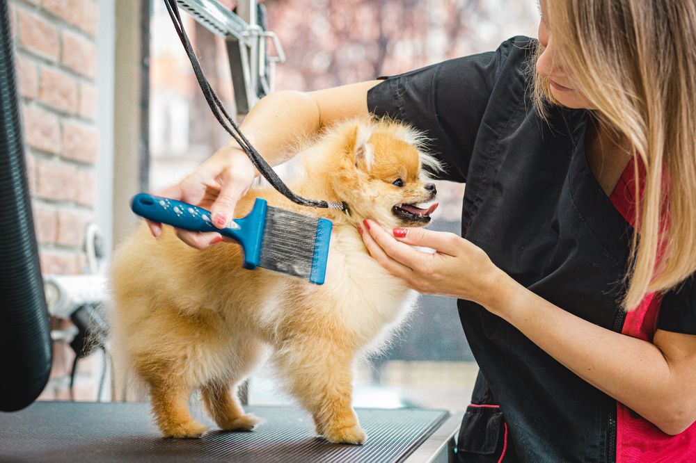 De-Shedding Treatment at KLC Kennels