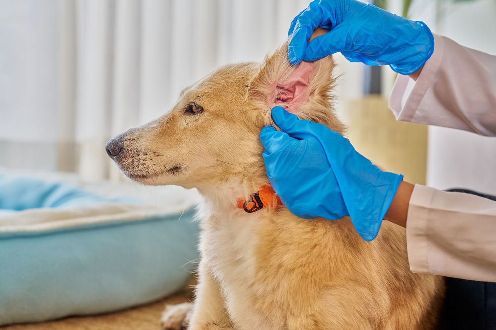 Ear Cleaning at KLC Kennels
