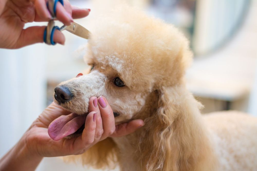 Full Grooming at KLC Kennels
