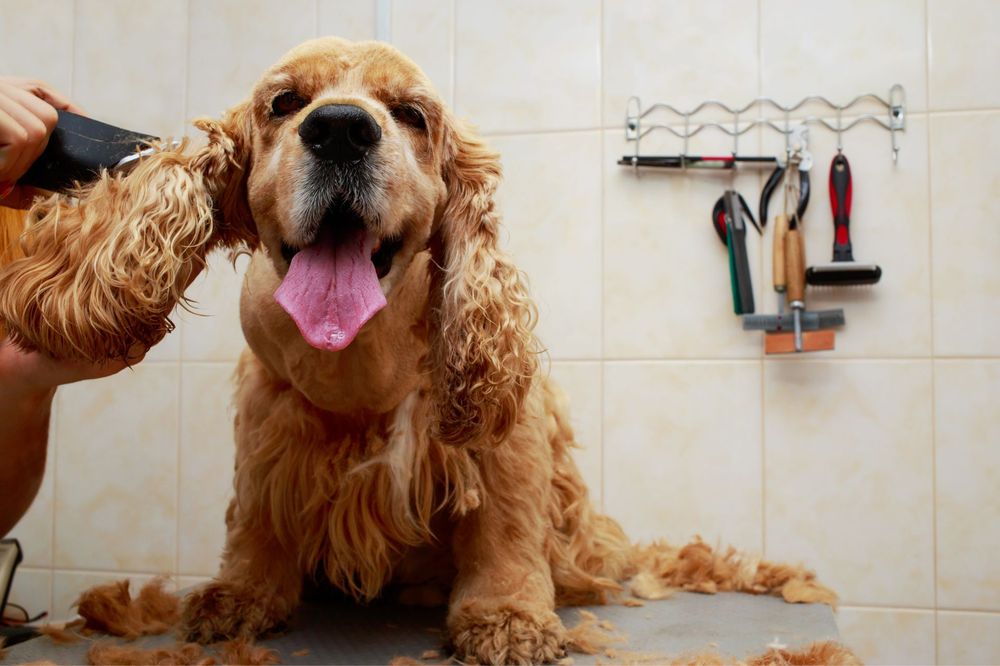 A pup fresh from a full groom
