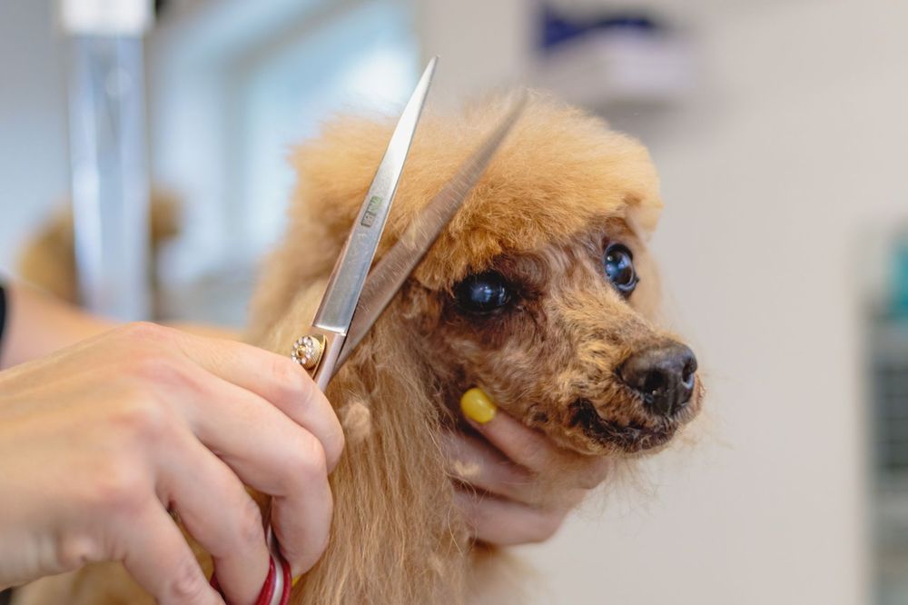 A freshly groomed poodle