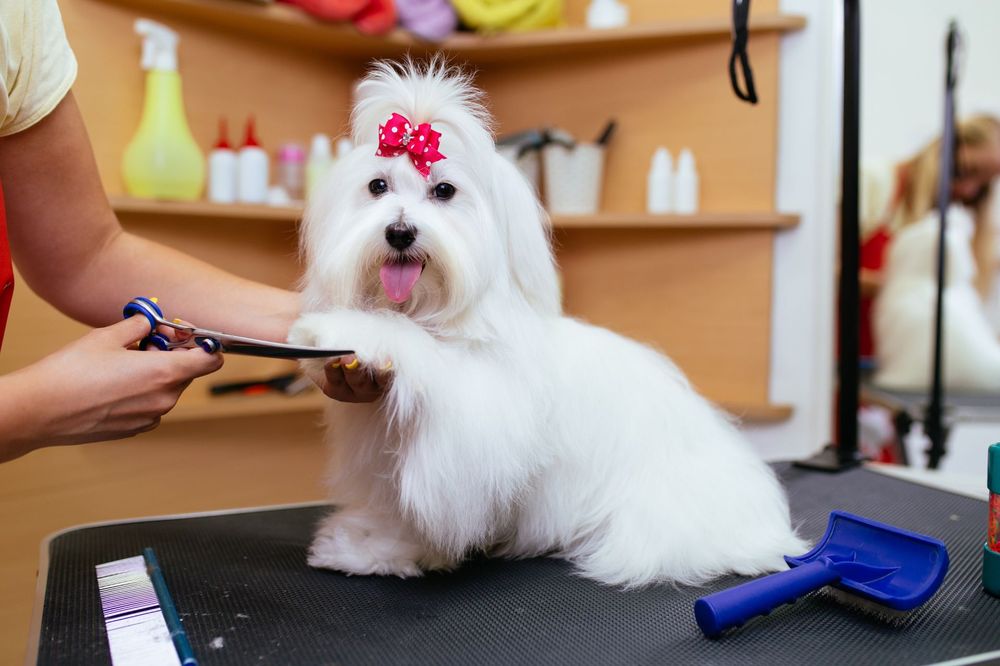 Nail Trims at KLC Kennels