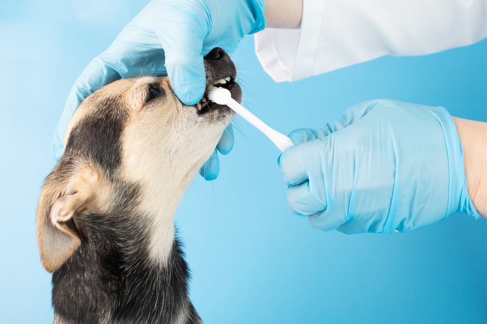 Teeth Brushing at KLC Kennels