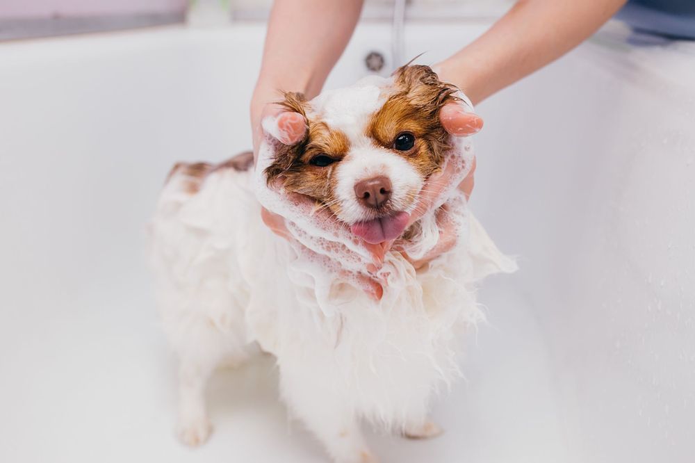Walk-In Bath at KLC Kennels